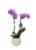 Bloom Haus Premium Live Potted Orchids Perspective: front