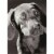 Avanti Surprised Weimeraner Funny / Humorous Birthday Card Perspective: front