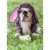 Avanti Dog In Bunny Suit Funny / Humorous Bulldog Easter Card Perspective: front