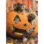 Avanti Kittens In Jack O Lantern Cat Halloween Card Perspective: front