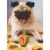 Avanti Pug with Dreidel Dog Hanukkah Card Perspective: front