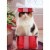 Avanti Cat In Small Box Funny / Humorous Christmas Card Perspective: front