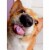 Avanti Dog with Candy Heart on Tongue Valentine's Day Card Perspective: front