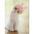 Avanti Kitten With Bunny Ears Cat Easter Card Perspective: front