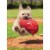 Avanti White Dog Running With Cap Puppy Father's Day Card Perspective: front
