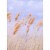 Avanti Wheat Field Support Card Perspective: front