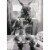 Avanti Press Greeting Card Francis the Mule Perspective: front