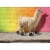 Avanti Cool Llama Funny / Humorous Graduation Card Perspective: front