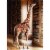 Avanti Giraffe At Library Funny / Humorous Graduation Card Perspective: front