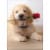 Avanti Golden Puppy With Rose Cute Dog Valentine's Day Card Perspective: front