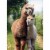 Avanti Alpaca Mom and Child Mother's Day Card for Mom : Mother Perspective: front
