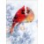 Avanti Press Greeting Cards Christmas Cardinals Perspective: front