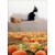 Avanti Black Cat Riding Broom Humorous / Funny Halloween Card Perspective: front