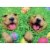Avanti Press Greeting Cards Easter Puppies in Easter Basket Perspective: front
