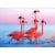 Avanti Five Flamingos Wearing Grad Caps Funny Congratulations Graduation Card Perspective: front