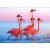 Avanti Five Flamingos Wearing Grad Caps Funny Congratulations Graduation Card Perspective: front