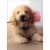 Avanti Golden Puppy With Pink Flower in Mouth Cute Dog Mother's Day Card Perspective: front