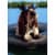 Avanti Press Greeting Cards Father's Day Basset Hound Wearing Sunglasses Perspective: front