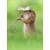 Avanti Prairie Dog Holding White Daisy Cute Animal Valentine's Day Card Perspective: front