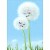 Avanti Mom and Child Dandelions Cute Mother's Day Card for Mom Perspective: front