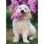 Avanti White Dog Holding Lilac In Mouth Cute Animal Mother's Day Card Perspective: front