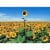 Avanti Sunflower Field Thank You Card Perspective: front