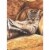 Avanti Press Greeting Card - Cat Reading Newspaper Perspective: front