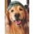 Avanti Press Greeting Cards Blank Golden Retriever Baseball Cap Perspective: front