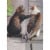 Avanti Press Greeting Cards Blank Cat Friends Perspective: front