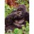 Avanti Press Greeting Cards Birthday Gorilla Picking Nose Perspective: front