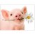 Avanti Press Greeting Cards Blank Pig Holds Flowers Perspective: front