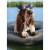 Avanti Press Greeting Cards Birthday Basset Hound (DEAN) Wearing Sunglasses Perspective: front