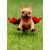 Avanti Frenchie Jumping Wearing Red Cape Dog Thank You Card Perspective: front