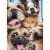 Avanti Press Greeting Cards Birthday Dog/Cat Photobooth Fun Perspective: front