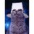 Avanti Press Greeting Cards Birthday Cat with Take Out Container Perspective: front