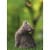 Avanti Press Greeting Cards Support - Cat with Butterfly Perspective: front