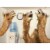 Avanti Press Greeting Cards Retirement Camels at the Water Cooler Perspective: front