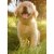 Avanti Press Greeting Cards Blank Golden Retriever Puppy Perspective: front