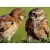 Avanti Press Greeting Cards Anniversary- Owl Couple Communication Perspective: front