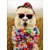 Avanti Press Greeting Cards Birthday- ALPACA FEDORA DUDE Perspective: front