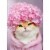 Avanti Press Greeting Cards Birthday- KITTY CAT HYDRANGEA CAP Perspective: front