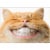 Avanti Press Greeting Card Support Cat With Human Teeth - Alterna Perspective: front