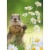 Avanti Groundhog Holding Daisies Cute Thank You Card Perspective: front