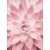 Avanti Press Greeting Card Blank Pink Succulent Close Up Perspective: front