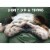 Avanti Press Greeting Card Get Well Dog Face On Pillow - New Verse Perspective: front