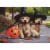 Avanti Press Greeting Card Halloween Golden Puppies with Broom Stick Perspective: front