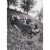 Avanti Press Greeting Cards Birthday- WHIPPET CAR Perspective: front