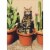 Avanti Press Greeting Card Just Funny Cactus Cat Perspective: front