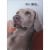 Avanti Press Greeting Card Birthday - Squinting Weimaraner Perspective: front