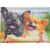 Avanti Love, Laughter: Dogs with Bow Tie and Gown Eating Cake Congratulations Wedding Card Perspective: front
